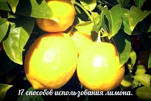 17 способов использования лимона 0_8267d_ce8a55ce_L