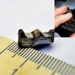 В каменном угле нашли рейку возрастом 300 млн. лет
