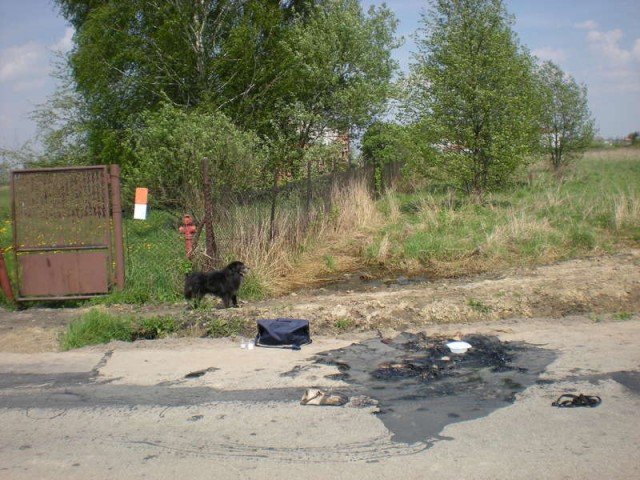 Из-за сильной жары, в Пётркув-Трыбунальский (Польша) начал плавиться асфальт, и собакен угодила в эту ловушку на дороге. Откуда была благополучно спасена, благодаря местным жителям и пожарным.
