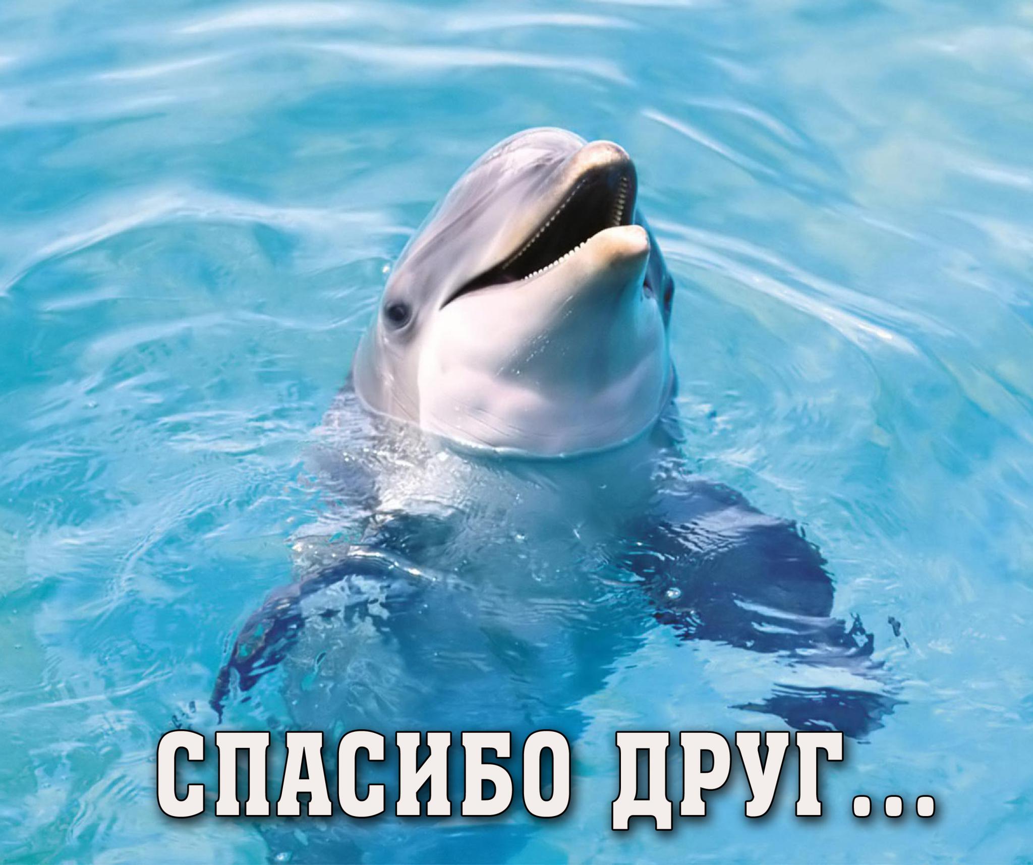 Дельфин