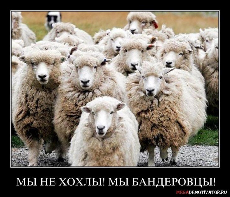 my-ne-xoxly-my-banderovcy_1
