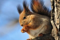 Наблюдали в этот день и за погодой (Фото: Besedin Igor, Shutterstock)