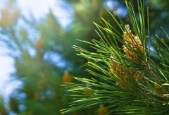 На Василия было принято приносить в дом сосновую ветку (Фото: Nature Art, Shutterstock)