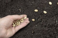 В день Конона было принято замачивать семена овощей для последующей высадки (Фото: Stefan Fierros, Shutterstock)