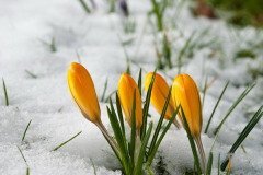 В этот день в проталинах появлялись первые цветы (Фото: Philip Stridh, Shutterstock)
