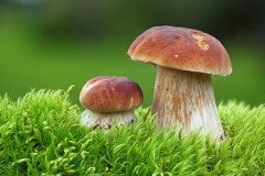 На Феодосью идут первые боровики (Фото: Tomas Sereda, Shutterstock)