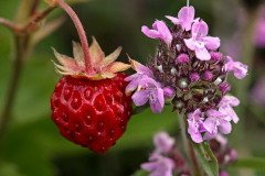 В эти дни начинала поспевать земляника (Фото: Dan Tautan, Shutterstock)