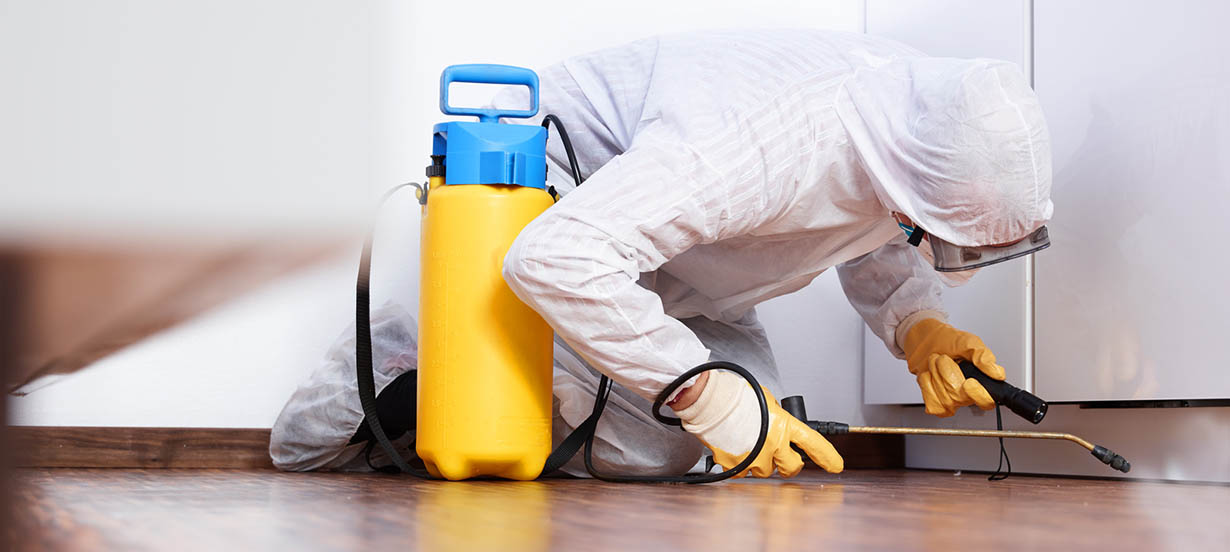 Pest controler works in the kitchen