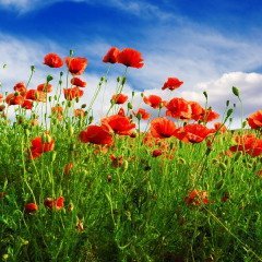На Мокия было принято собирать мак (Фото: Serg64, Shutterstock)