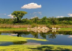 Считалось, что в местах скопления ряски водятся русалки... (Фото: Nagel Photography, Shutterstock)