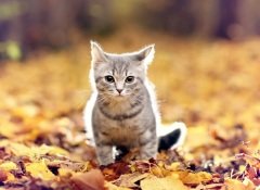 Праздники, посвященные этим пушистым питомцам, есть во многих странах... (Фото: Kichigin, Shutterstock)
