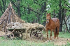 В частности, на Онуфрия было принято заниматься закромами (Фото: Sergey Kamshylin, Shutterstock)