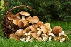 Обилие грибов в лесах предвещало хлебное плодородие в следующем году (Фото: Vladimir Sazonov, Shutterstock)