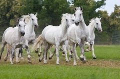 На Флора и Лавра не допускалось привлекать лошадей к работе (Фото: Lenkadan, Shutterstock)