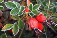 В этот день на Руси было принято собирать шиповник (Фото: Anton Petrus, Shutterstock)