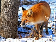 «С Ерофея холода сильнее», - говорили наши предки (Фото: Kirsanov, Shutterstock)