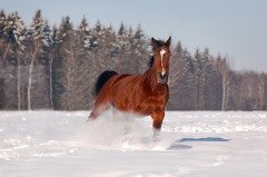 Большое внимание уделяли домашним животным (Фото: Olga_i, Shutterstock)