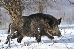 Мужчины устраивали особую забаву — охоту на кабана (Фото: GGRIGOROV, Shutterstock)