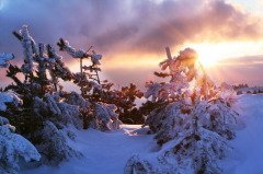 Емельян зимний обещает скорую смену погоды (Фото: Galyna Andrushko, Shutterstock)