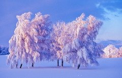 Считалось, что морозы в этот день — к затяжным холодам (Фото: TTphoto, Shutterstock)