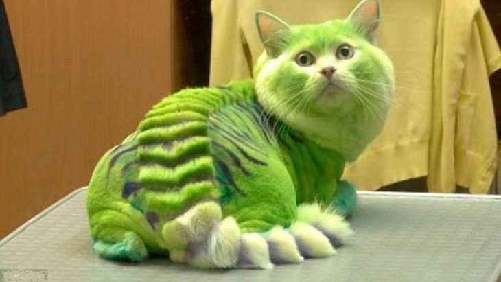 10 САМЫХ ОПАСНЫХ ПОРОД КОШЕК 10 САМЫХ ОПАСНЫХ ПОРОД КОШЕК