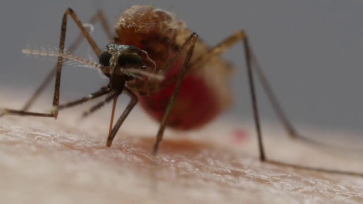 Как поймать комаров и не дать им размножаться — мастерим устройство от комаров