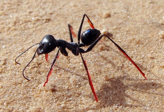 Ученые доказали, что муравьи считают свои шаги