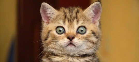 Мошенник ограбил фирму на $500 тысяч и почти всё спустил на милых котиков