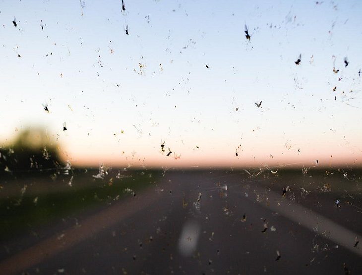 Как защитить лобовое стекло от насекомых