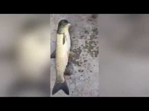 В Китае выловили рыбу-мутанта с «головой голубя» Видео
