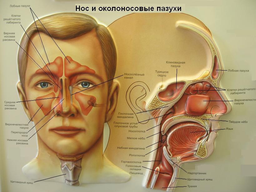 Народные средства: Лук и чеснок от простуды — помогают правда или нет, как правильно принимать, от чего еще помогают