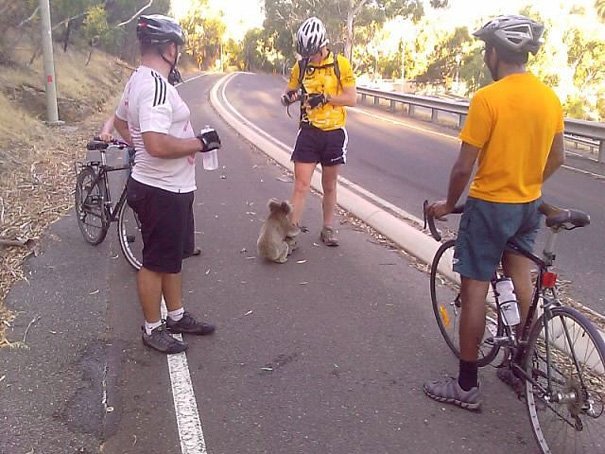 Велосипедисты спасают коалу от жажды.