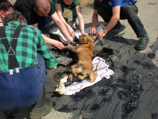 Из-за сильной жары, в Пётркув-Трыбунальский (Польша) начал плавиться асфальт, и собакен угодила в эту ловушку на дороге. Откуда была благополучно спасена, благодаря местным жителям и пожарным.