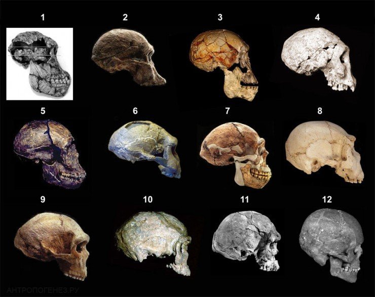 1 - Австралопитек афарский. 2 - Австралопитек африканский. 3 - Homo rudolfensis. 4 - Homo ergaster. 5 - Homo ergaster. 6 - Homo erectus (питекантроп). 7 - Homo erectus (синантроп). 8 - Homo heidelbergensis. 9 - Homo heidelbergensis. 10 - Homo helmei. 11 - Homo sapiens idaltu. 12 - Homo sapiens sapiens