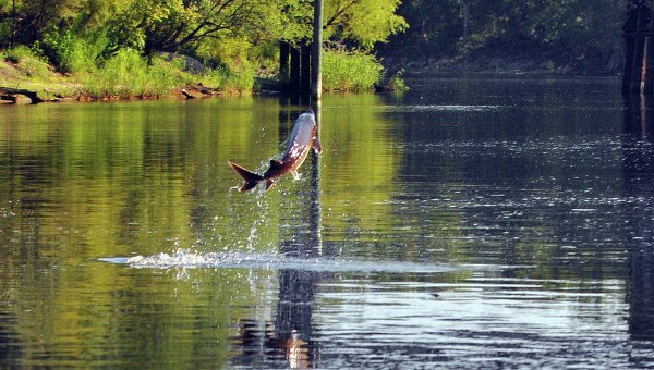 © Flickr/ Florida Fish and Wildlife
