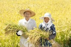 День был основан как традиционный праздник окончания сельскохозяйственных работ (Фото: kazoka, Shutterstock)