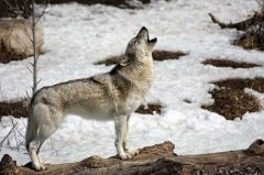 По поведению волков в этот день судили о будущем (Фото: mlorenz, Shutterstock)