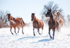«Гурьян без лошади, что зима без января», - говорили в народе (Фото: Sari ONeal, Shutterstock)