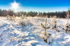 Один из самых холодных дней зимы и самый короткий день в году (Фото: Grisha Bruev, Shutterstock)