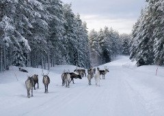 На Авдея опасались выходить на улицу (Фото: Mikhail Markovskiy, Shutterstock)