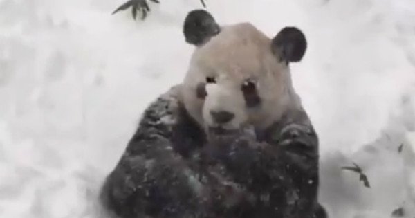 Фото: Twitter @NationalZoo