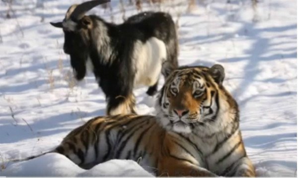 Фото: канал сафари-парка на YouTube safaripark25.TV