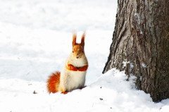 В Настасьин день наблюдали за погодой... (Фото: Aluha, Shutterstock)