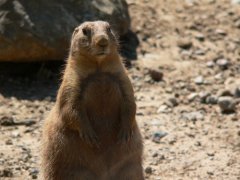 Видит ли сурок свою тень? (Фото: Jeffery Stone, Shutterstock)