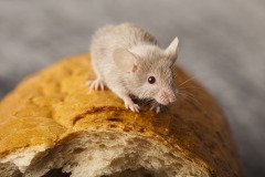 На Трифона крестьяне заклинали мышей, просили их не портить скирды с хлебом (Фото: Sebastian Duda, Shutterstock)