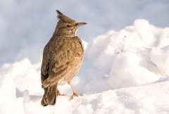 Обряд закликания Весны связывали с первым прилетом птиц и началом таяния снегов (Фото: Labrador Photo Video, Shutterstock)