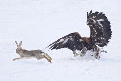 При хорошей капели можно было собираться в лес охотиться на зайцев (Фото: Alexandr Kolupayev, Shutterstock)