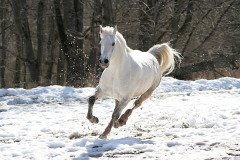 Если лошадь фыркает в дороге — будет радостная встреча (Фото: terekhov igor, Shutterstock)