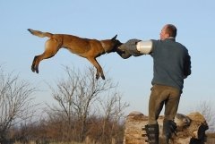 Полиция всегда должна быть во всеоружии (Фото: Marcel Jancovic, Shutterstock)