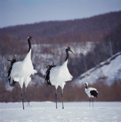 Настоящую весну приносит на крыльях журавль (Фото: JinYoung Lee, Shutterstock)